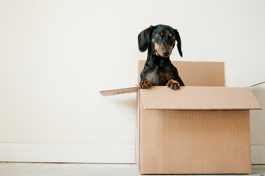 black and brown Dachshund standing in carboard box the best material